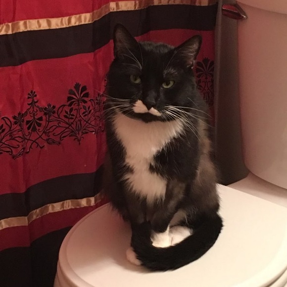 Meet your Posher, Tambra - Picture 1 of 8